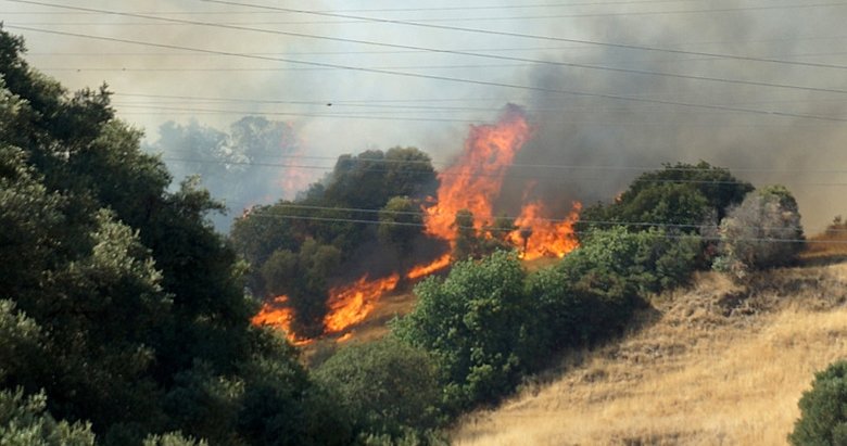 Aydın’da ormana sıçrayan yangına havadan da müdahale ediliyor