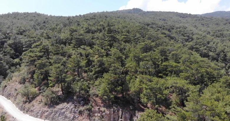 Balıkesir’de ormanlık alanlara girişler o tarihe kadar yasaklandı