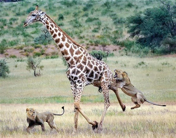 Zürafa bile aslanlara yem olmaktan kurtulamadı!