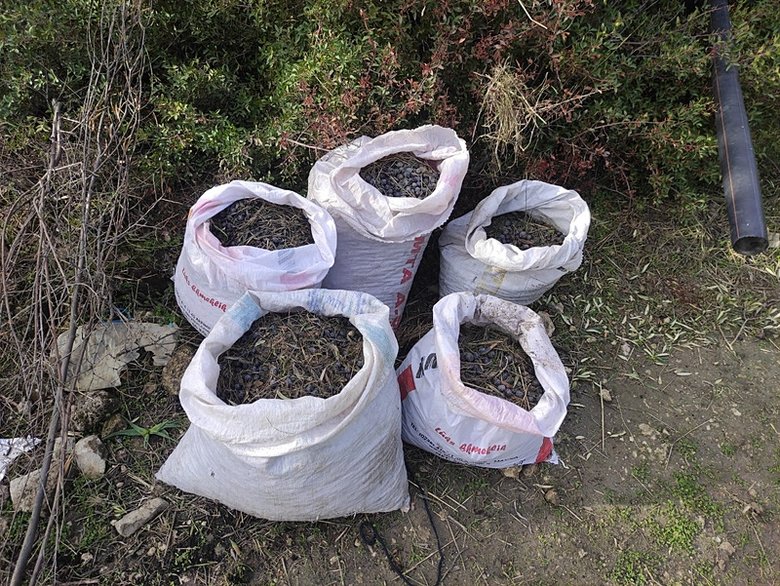 Yeşil altın bekçileri hırsızlara geçit vermiyor