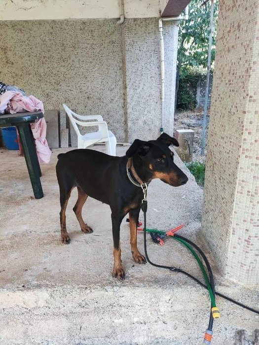 Korhan Berzeg’den 200 gündür haber yok! Geri dönen Tina’nın arabalara havlaması kaçırılma ihtimalini güçlendirdi