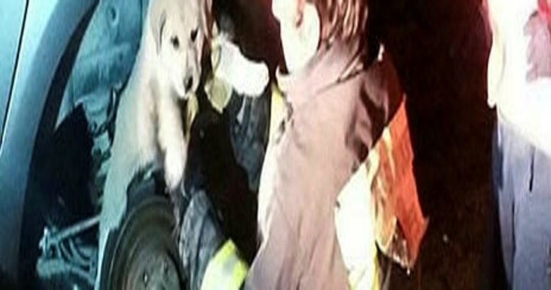 Otomobilin tekerleğine sıkışan köpek kurtarıldı