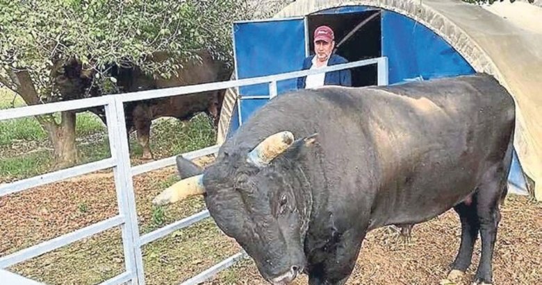 Boğa, sahibini hastanelik etti