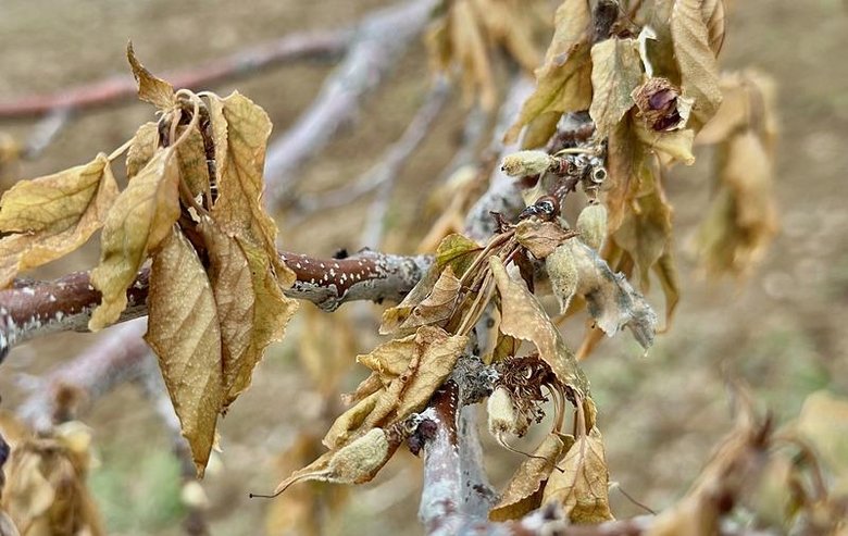 Tarım ve Orman Bakanı Yumaklı: Zirai dondan 34 il farklı ölçülerde etkilendi