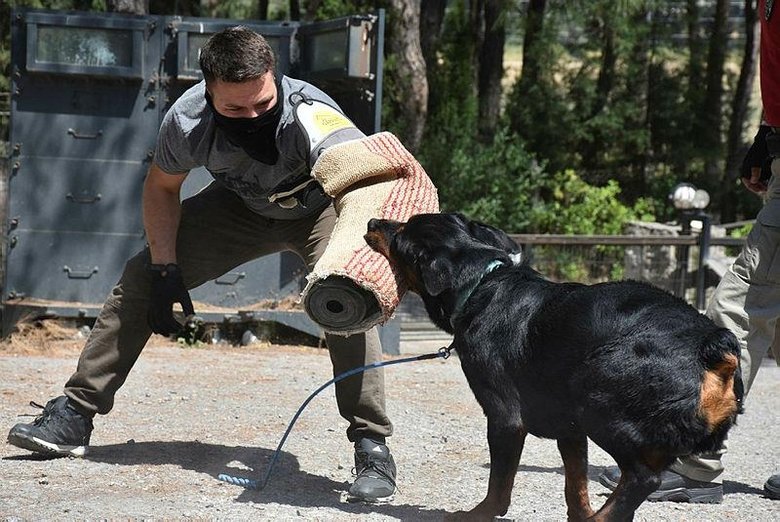 Sahibi uyuşturucudan tutuklanan �Buffy�, artık polis köpeği
