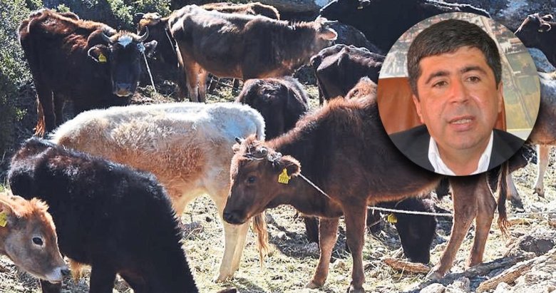 CHP’li başkana çalıntı inek davası