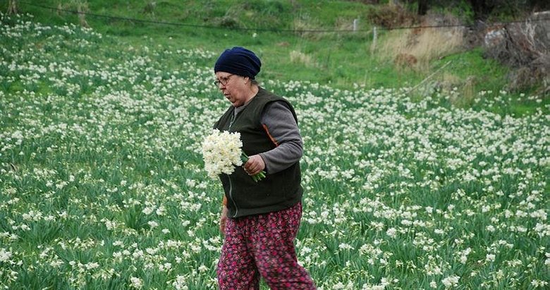 İzmir’i nergis kokusu sardı! Karaburun’da hasat zamanı