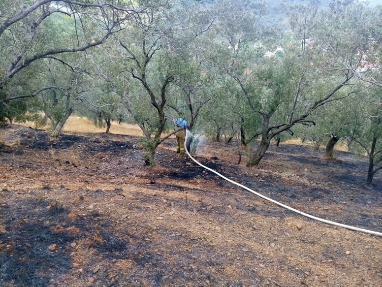 Edremit’teki yangında 3 dönüm zeytinlik zarar gördü