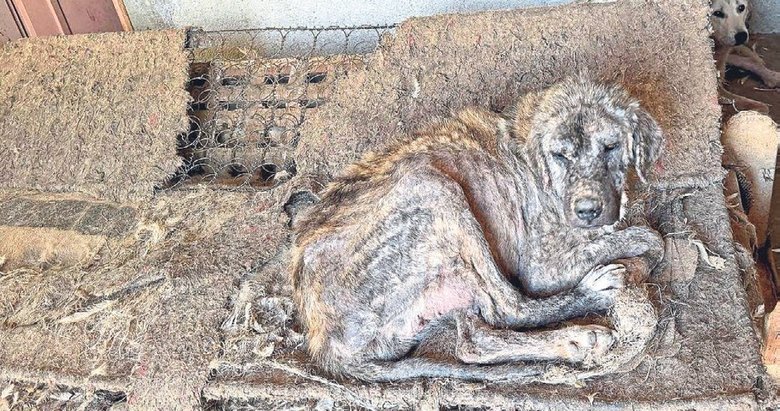 Denizli’de o bağışları hayvanlar birbirini yedi!