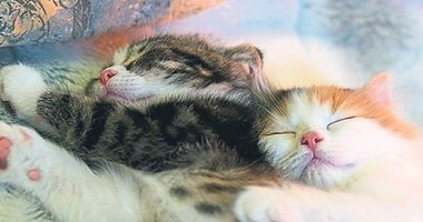 Göğsünüzdeki misafir