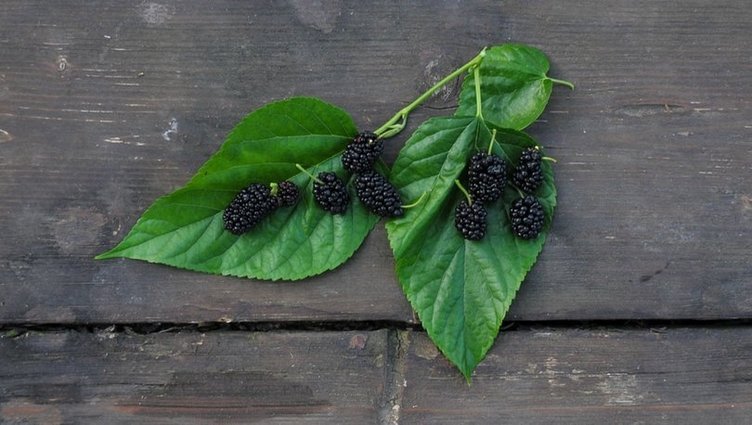 Dut yaprağının faydaları nelerdir?