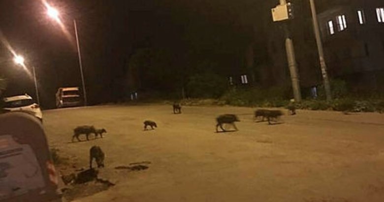 Kuşadası’nda domuz sürüsü şehre indi