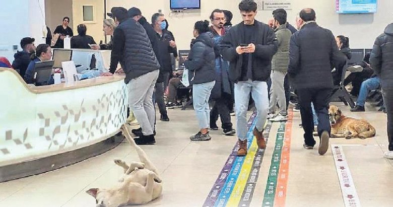 Sağlık tesislerinde sahipsiz köpek kalmayacak