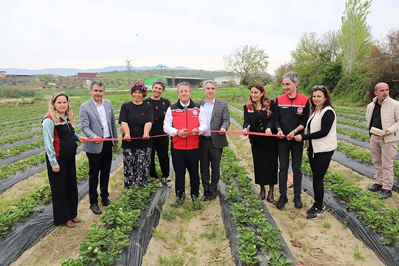 İzmir’de heyecanlı anlar! Organik çilekte hasat heyecanı başladı