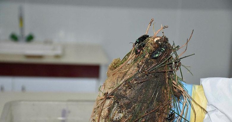 İzmir’in kızılçam ormanlarını terminatör böcekler koruyor