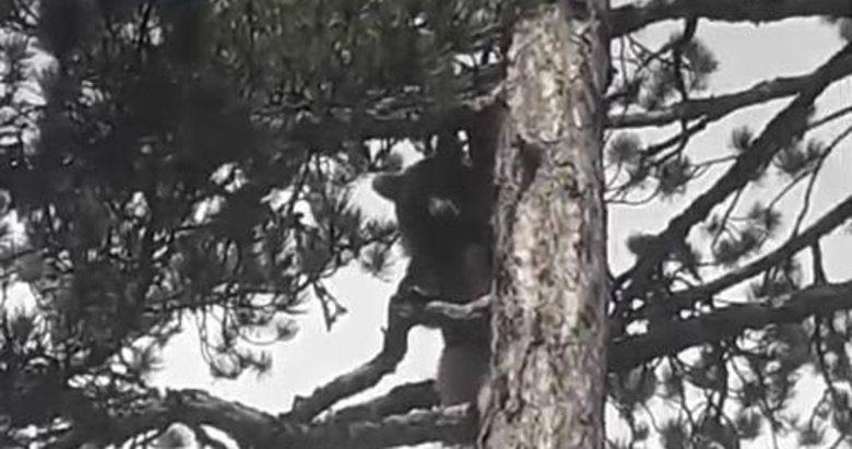 Çanakkale’de motosikletlinin karşısına birden ayı çıktı! Ağaca tırmandığı anlar kamerada