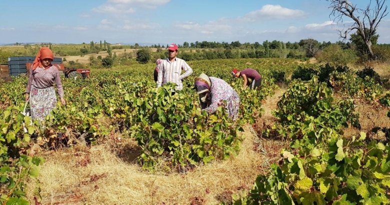 Çanakkale’de üzüm hasadı başladı