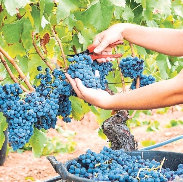 Altın asmaların ülkesi: Lidya Antik Bağ Rotası