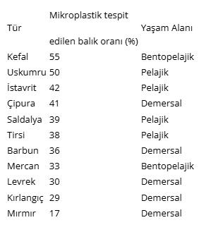 İzmir Körfezi’nde balıklar mikroplastik dolu! Kefal, uskumru, istavrit, çipura... Dikkat çeken araştırma
