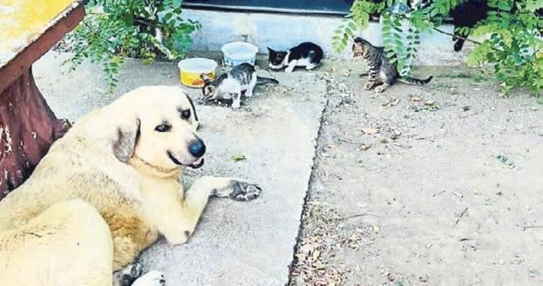 Kedi yavrularına bakıcılık yapıyor