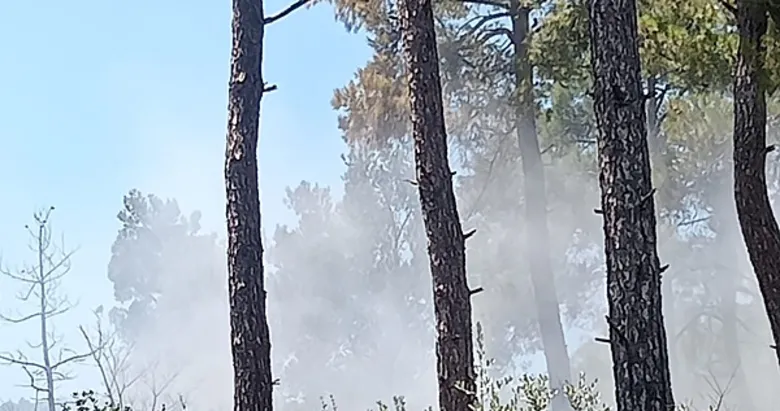 İzmir’de orman yangını! Kontrol altına alındı