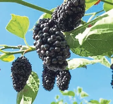 izmirde-hasadi-basladi-guzellik-iksiri-karadut-1785012468906.jpeg