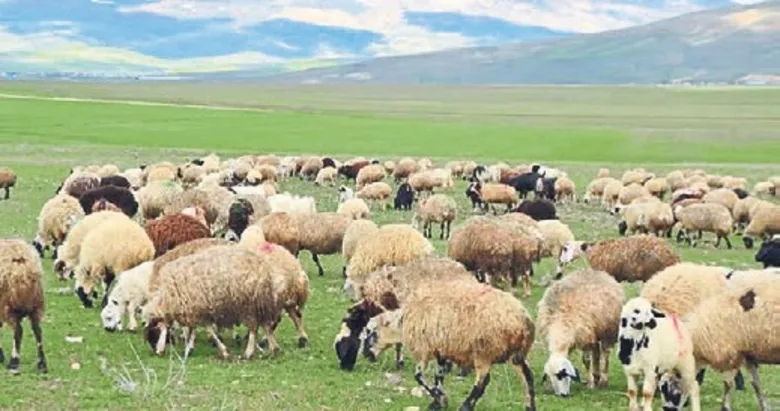 Hayvancılığa 52.5 milyar lira destek sağlanacak