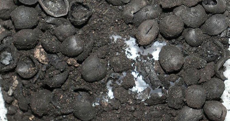 Kütahya’da 4 bin 200 yıllık fındık kalıntıları ve mermer idoller bulundu