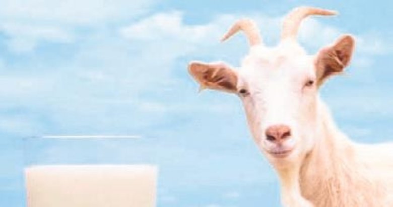 MS hastalarına keçi sütü tavsiyesi