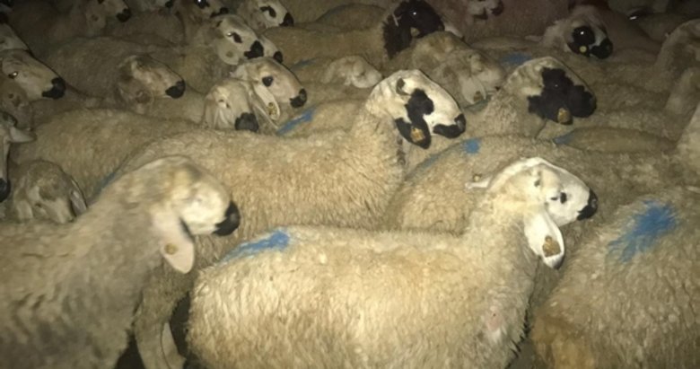 210 koyunu kaybeden çoban polisi harekete geçirdi: Gerçek sonradan ortaya çıktı