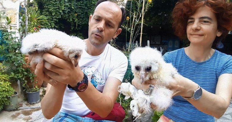 Peçeli baykuşlar, doğaya salınacağı günü bekliyor