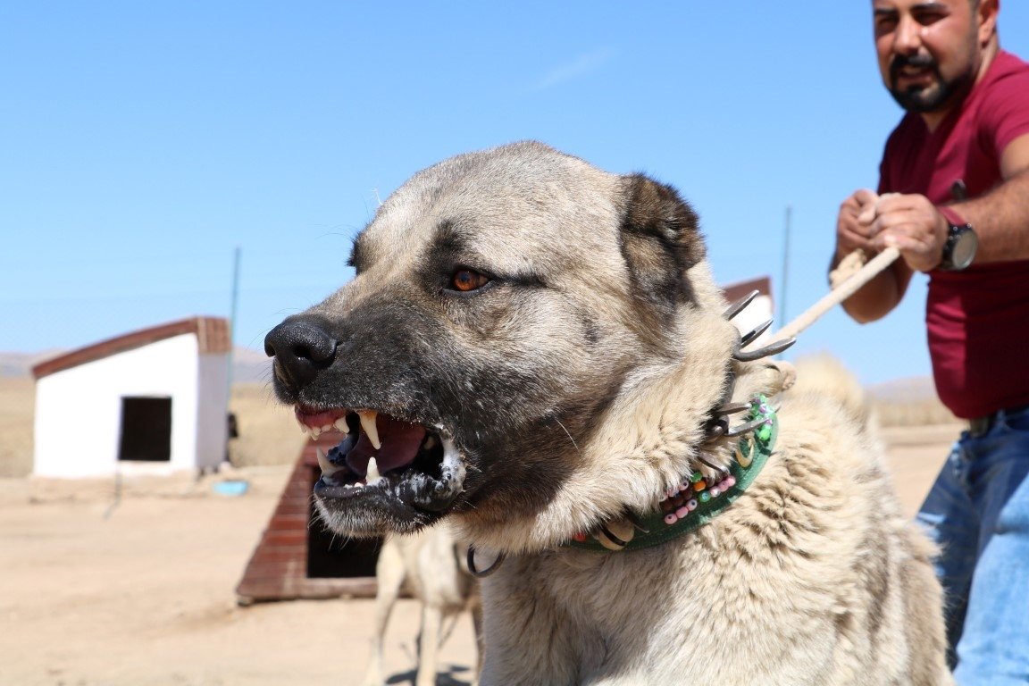 Kangal köpekleri neden yavrularını yiyor? Büyük sır çözüldü Yaşam
