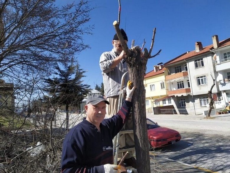 10 yıldır akasya ağaçlarını aşılıyor!