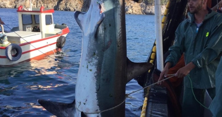 Balıkesir Erdek’te ağlara takılan köpek balığı denize bırakıldı