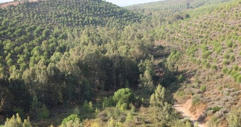 İzmir’de 26 bölgedeki ormanlık alana girişler yasaklandı