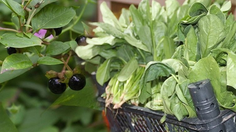 Faydaları var ama kullanımı riskli! Güzelavrat otu nedir?