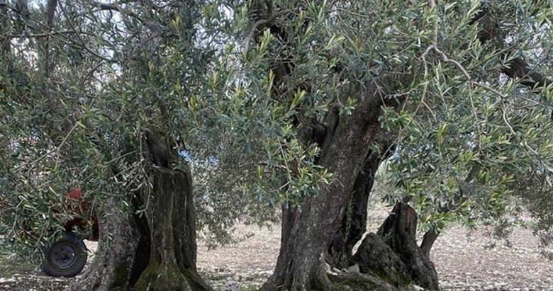 Soma’da 3 zeytin ağacına ’Anıt Ağaç’ tescili