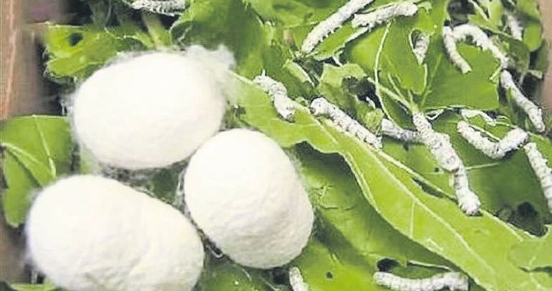 Geleneksel ipek böceği üreticisine modern destek