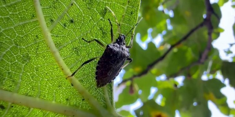 Aydın’a uyarı üstüne uyarı! Kokarca böceğine dikkat...