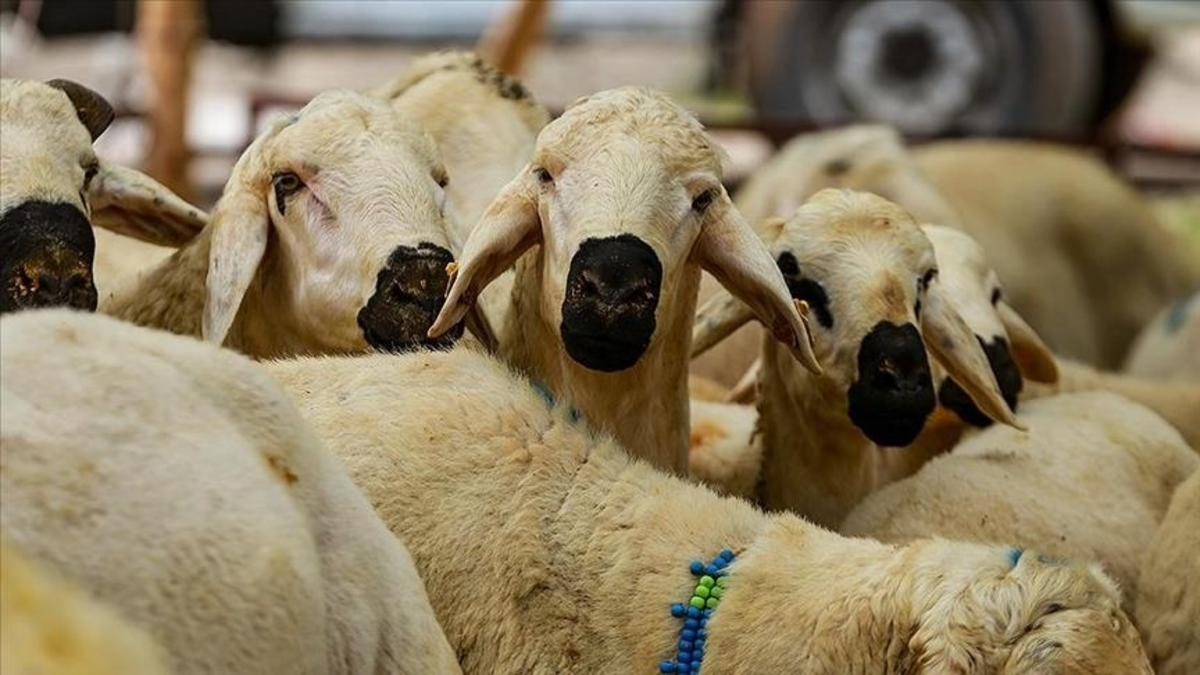İzmirliler dikkat! Seferihisar’da kurbanlık satış ve kesim yerleri açıklandı