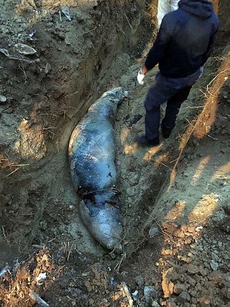 Ölü Akdeniz foku kıyıya vurdu