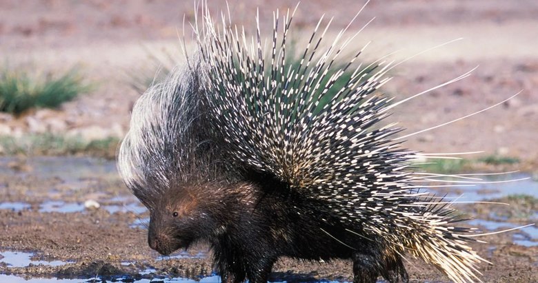 Nesli tehlikede olan oklu kirpiyi metrelerce sürükledi