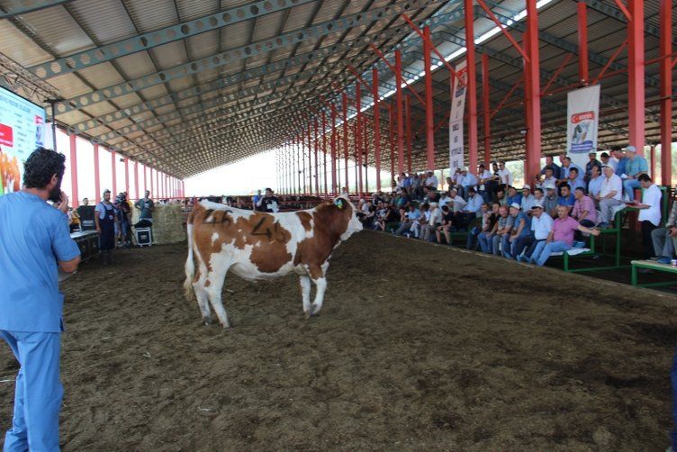 Aydın’da düveler podyuma çıktı! Kapış kapış gittiler