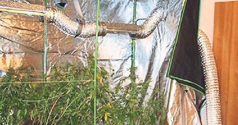 Manisa’da serada kenevir yetiştiren 2 kişi adliyede