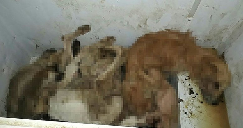 Seferihisar Hayvan Barinagindaki Goruntulere Tepki Izmir Haberleri