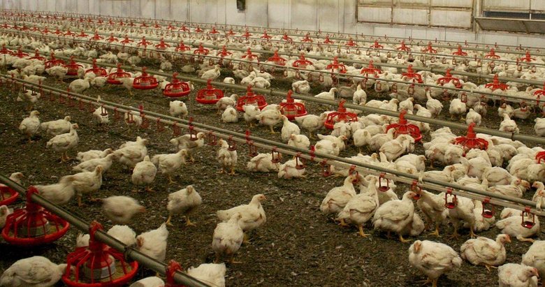 Tarım ve Orman Bakanlığı’ndan kuş gribi açıklaması