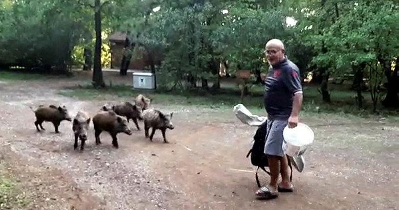 Yiyecek bulmak için sahile inen domuz sürüsünü elleri ile besledi