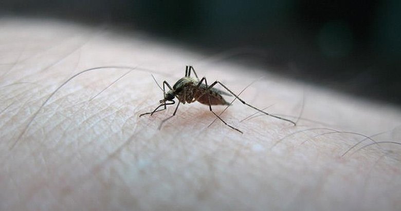 Larva dönemi yaklaşıyor