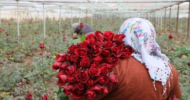 Kesme gül hasadında Sevgililer Günü mesaisi
