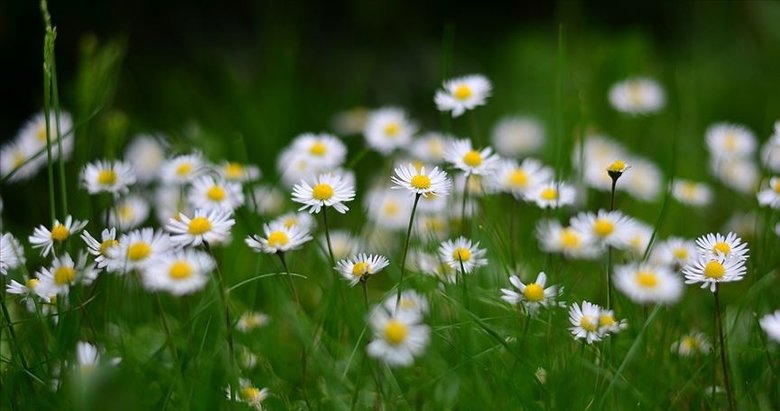 Umut papatyalara kalmamalı